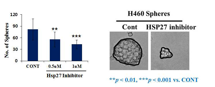 H460 stem-like cell shpere formation에서 hsp27 inhibitor의 역할