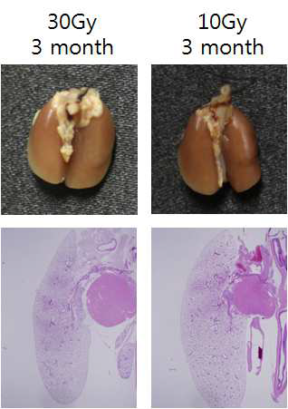 50 Gy 이하 선량의 방사선을 마우스 폐에 조사 후 gross finding 와 H&E