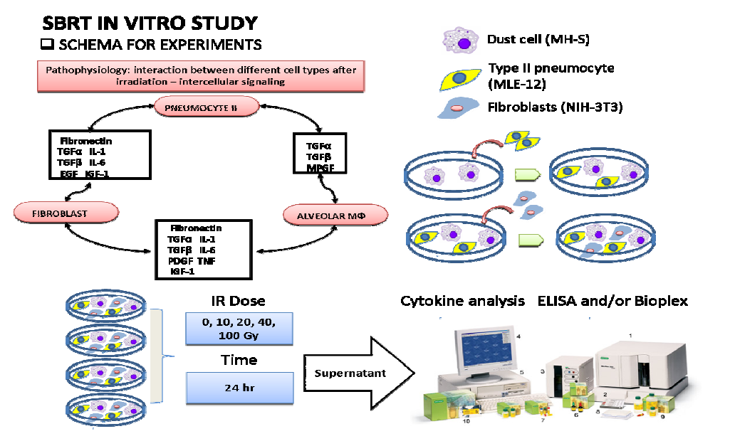 선량 방사선을 조사한 마우스 cell line에서의 cytokine level 측정 모식도