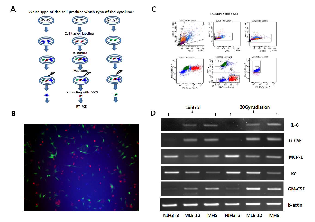방사선 조사후 단독 배양 하였을 때와 공동 배양 하였을 때 이 세가지 세포들의 mRNA 변화양을 관찰