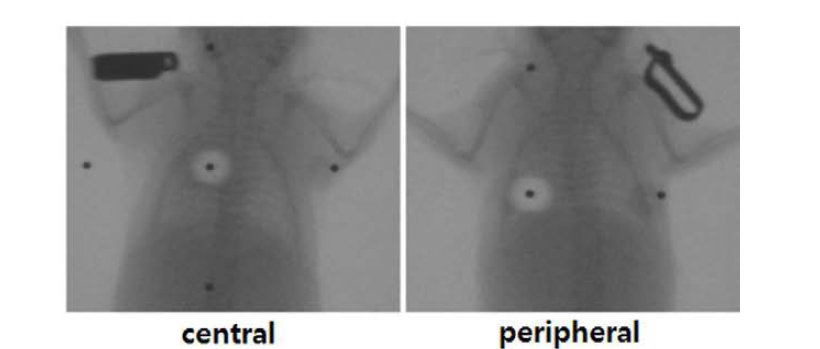 마우스 왼쪽 폐의 central 와 peripheral 위치에 방사선을 조사