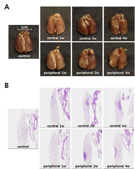 Morphologic observation