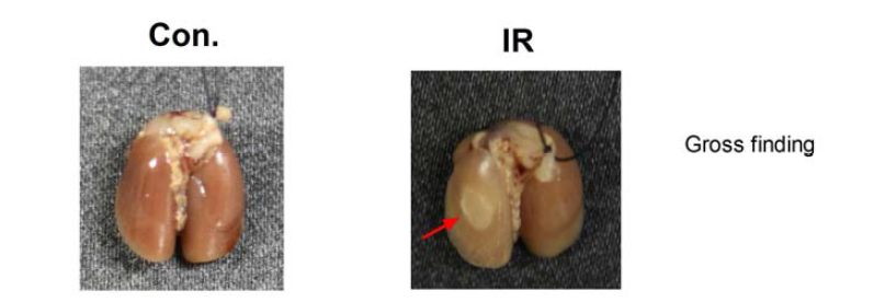 Morphological observations in control and IR groups. Representative images of gross morphological findings