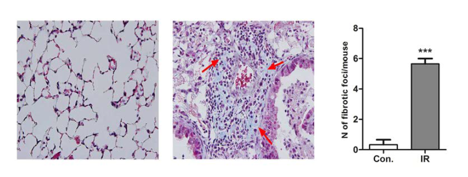 Morphological observations in control and IR groups.