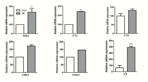 Effect of irradiation on mRNA levels as determined by real-time RT-PCR.