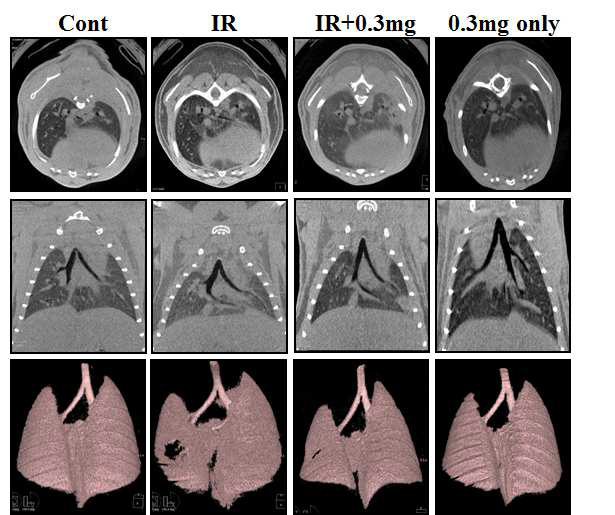 HSP27 inhibitor 처리한 마우스의 micro-CT 측정 결과.