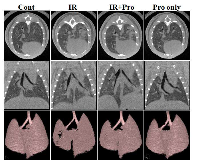 Propolis 처리한 마우스의 micro-CT 측정 결과.