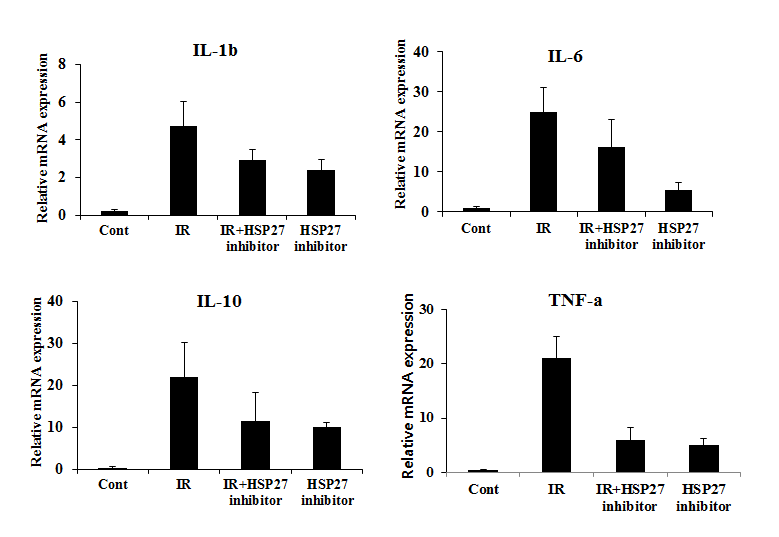 방사선 조사 후 HSP27 inhibitor를 처리한 마우스 혈액에서 Real-Time PCR을 통한 cytokine 발현변화량 측정.