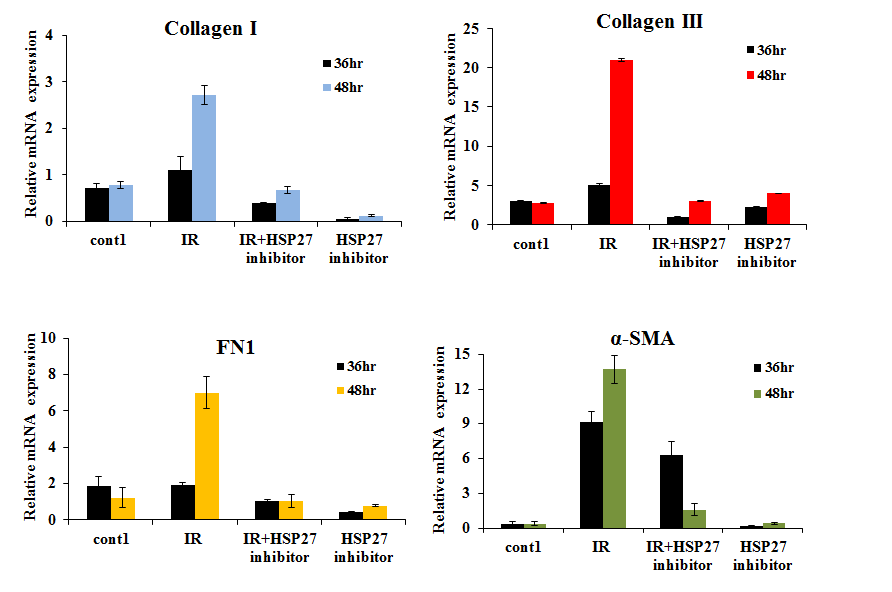 방사선조사 후 HSP27 inhibitor 처리한 MLE-12 cell line에서 Real-Time PCR을 통한 섬유화 관련 유전자 발현 변화량 측정.