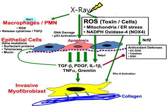 Noxa와 fibrosis의 연관성