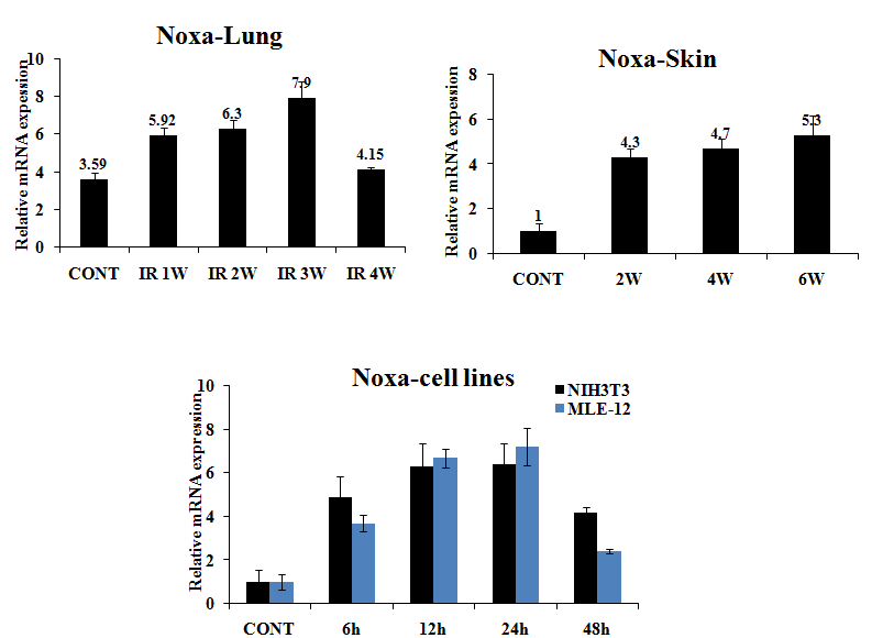 방사선 조사된 마우스의 폐와 피부조직에서 Real-Time PCR을 통한 Noxa 발현량 측정.