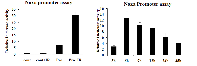 Noxa Promoter assay.