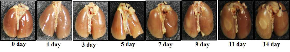 임상유사방사선 조사된 마우스 폐의 Gross morphology.