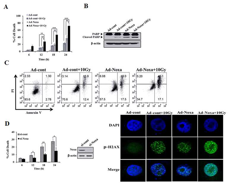 방사선 조사에 의한 세포사멸에서 Noxa의 역할