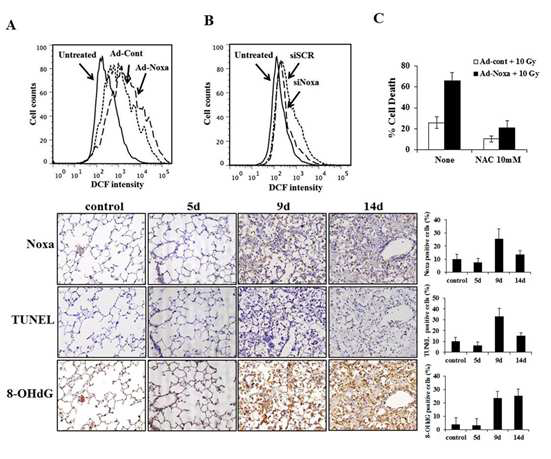 Noxa는 ROS 생성을 통해 apoptosis를 일으킴.