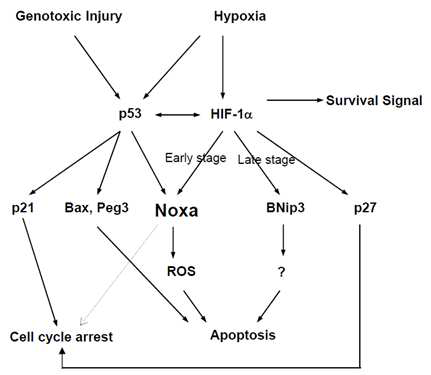 Noxa에 의한 apoptosis 유도 pathway 모식도