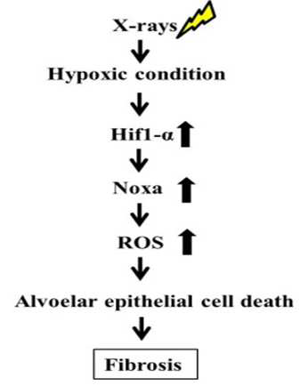 방사선 폐섬유화에서 hypoxia, Hif-1a, Noxa의 역할에 관 한 기전 가능성 모식도