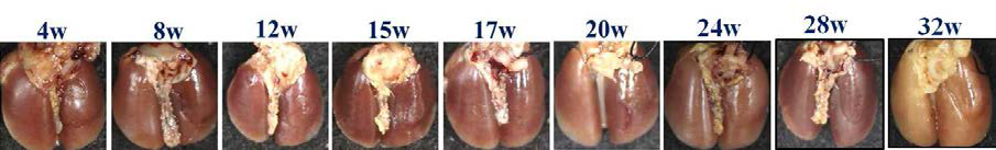 20Gy, left-whole lung에 방사선 조사된 마우스의 gross finding