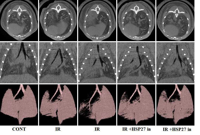 HSP27 inhibitor 처리한 마우스의 micro-CT 측정 결과.