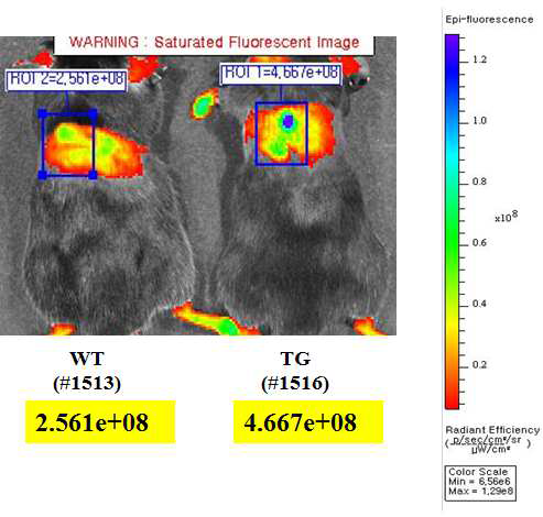 IVIS Spectrum system을 이용한 wild type과 hsp27 transgenic mouse에서 의 방사선에 의한 염증 정도 측정