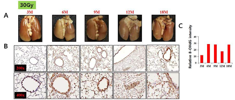 30Gy 방사선 조사된 마우스 폐에서의 산화적 손상 측정.