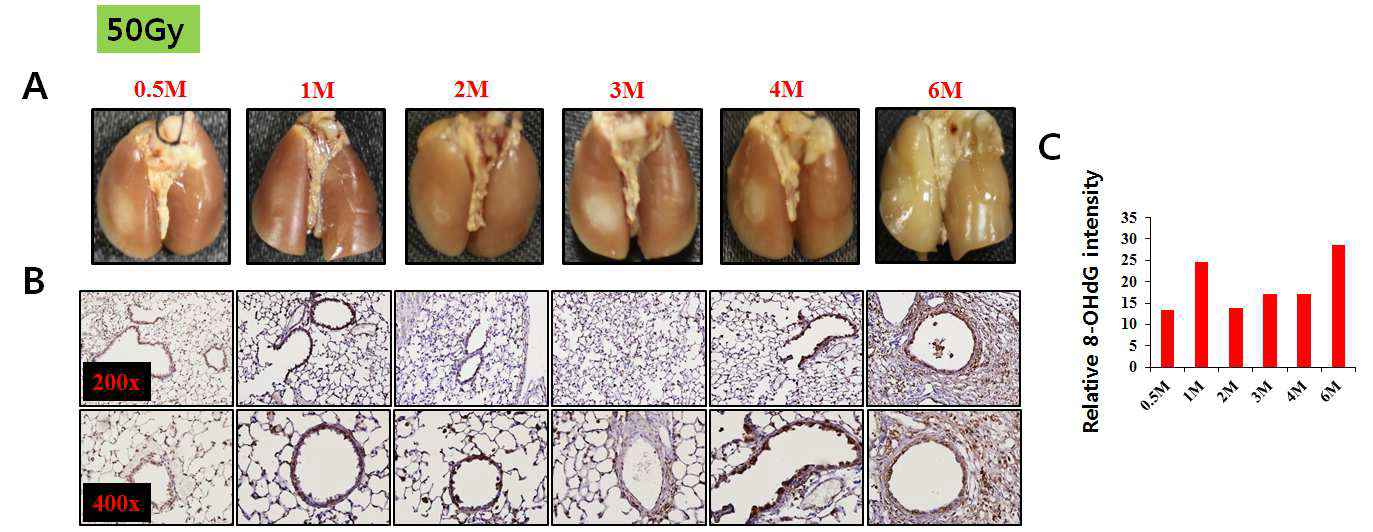 50Gy 방사선 조사된 마우스 폐에서의 산화적 손상 측정.