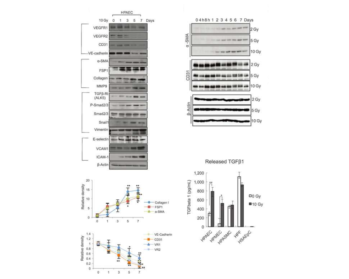 방사선 조사 후 시간이 지남에 따라 간엽세포 마커인 α-SMA, Vimentin, MMP9, FSP1, Collagen I의 발현은 증가하였고, 혈관내피세포 마커인 VEGFR1, VEGFR2, CD31, VE-Cadherin의 발현은 감소하는 것을 통해 폐혈관내피세포가 간엽세포로 전환이 일어나고 있음을 알 수 있음.