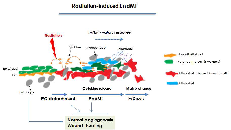 방사선에 의한 폐혈관내피세포의 간엽세포로의 전환 (Endothelial to Mesenchymal Transition)은 방사선에 의한 폐섬유화 과정에서 나타남.