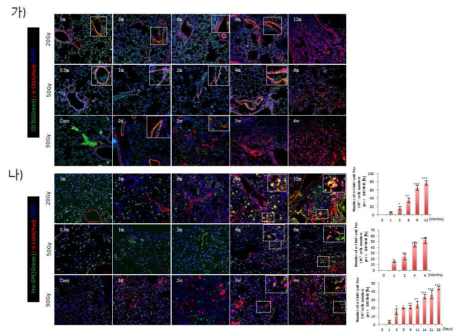 제 4 세부과제로부터 통상적 방사선 조사 (20 Gy, 7 mm Collimator)를 받은 마우스의 폐 조직과 국소고선량 방사선 조사 (50 Gy and 90 Gy, 3 mm Collimator)를 받은 마우스의 폐 조직을 제공받아 면역 형광 염색을 수행하여, 방사선에 의한 섬유화 과정동안 혈관내피세포의 간엽세포로의 전이 (EndMT)와 상피세포의 간엽세포로의 전이 (EMT)를 관찰함.