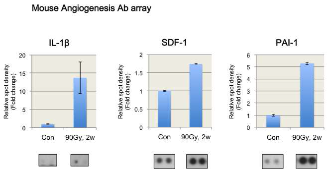 마우스 폐에 방사선을 조사 (Dose: 90 Gy, Collimator : 3 mm)하고, 2주 후 혈청을 분리하여 항체기반 단백질 array를 수행함으로써 혈관형성관련 단백질의 변화를 관찰함.