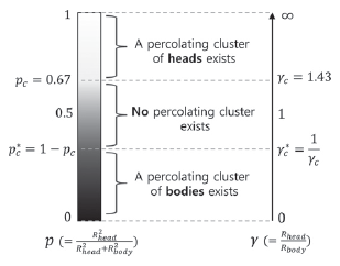 percolation transition의 대칭성. γ와 p에 따 라 3 phases가 존재함