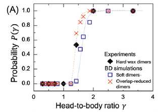 Hard-particle 실험에서는 γ ~ 1.43에 서 percolation이 나타나고, Soft-particle simulation에서는 γ ~ 1.57에서 percolation이 나타남