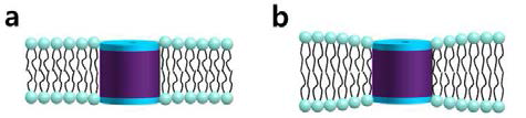 서로 다른 hydrophobic mismatch를 가지는 (a) DMPC-gD (b) DLPC-gD 시스템