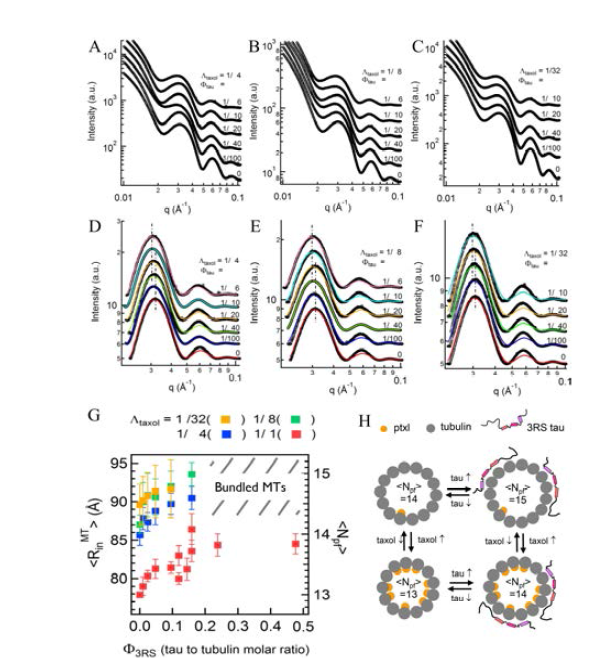 타우/튜불린 농도비 증가에 따른 (A-C) SAXS 데이터 (D-F) 백그라운드 제거 및 모델 피팅, 파클리탁셀/튜불린 농도비 (A, D) 1/4 (B, E) 1/8 (C, F) 1/32. (G) 각 농도별 마 이크로튜불 반지름 분석 (H) 파클리탁셀과 타우 결합에 따른 마이크로튜불 반지름 변화 모식도
