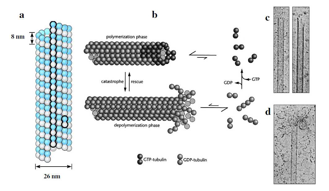 마이크로튜불의 구조와 동역학. a) 마이크로튜불의 모식도. 튜불린 이합체와 프로토필라멘 트가 표시되어 있다. b) 마이크로튜불의 Dynamin Instabiliy 모식도가 마이크로튜불의 성장 상태와 수 축 상태간의 순환과정을 보여주고 있다. c) and d) Cryogenic transmission electron microscopy로 확인한 마이크로튜불의 중합과 분해