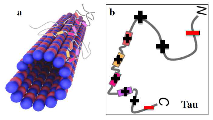 a) 타우 분자들이 흡착되어 있는 마이크로튜 불의 모식도. b) 6개의 동형단백질을 가진 타우 단백질 중 한 종류의 모식도. 타우는 Intrinsically disordered protein이며 전하 분포를 가지고 있다