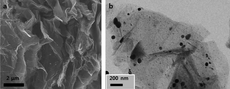 (a) NG-Ag의 FE-SEM image과 (b) NG-Ag의 TEM image