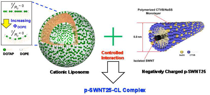 p-SWNT25와 CL의 구조도. 음전하를 띄는 p-SWNT25의 경우, 공중합 된 CTVB/NaSS 층의 두께는 2.0 nm이고, SWNT의 지름은 1 nm이다