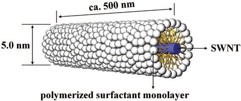 개별적으로 분리된 p-SWNT의 모식도. 1 nm 지름을 가진 SWNT는 중합 계면활성제 단일층 (CTVB)에 의해 둘러 싸 여있다