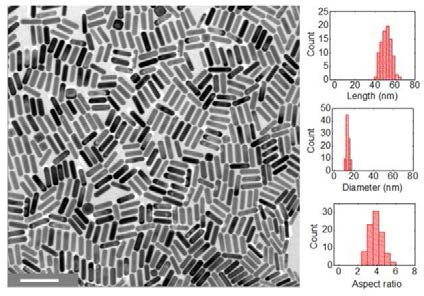 TEM image를 통해 확인한 합성된 금 나노입자와 그의 길이 및 두께, 종횡비 분포도