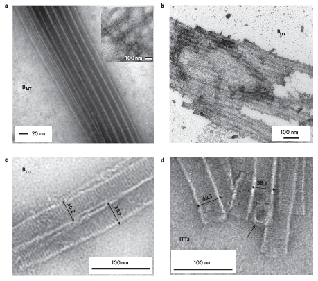 BMT와 BITT의 TEM 이미지. (a) 마이크로튜불 bundle BMT; (b, c, d) Inverted tubule의 bundle BITT; 12.5 mM spermine 4 ℃에서 24시간 지났을 때 BITT