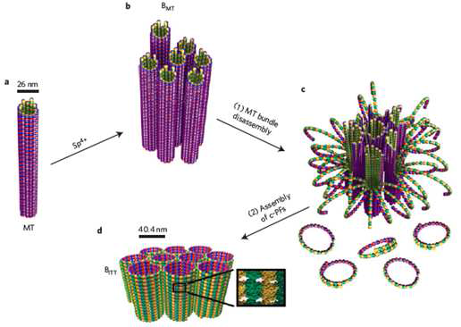 마이크로튜불 bundle에서부터 inverted tubululin tubule(ITT)의 bundle까지 spermine(Sp4+)에 의한 inversion process를 보 여주는 그림