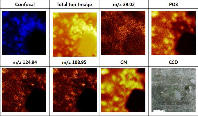 TOF-SIMS 이미징 방법을 이용하여 세포 핵을 염색한 조직의 단일세포 이미징으로 단일세포의 핵과 세포질 각각에서 대사체 분석이 가능함을 보여줌.
