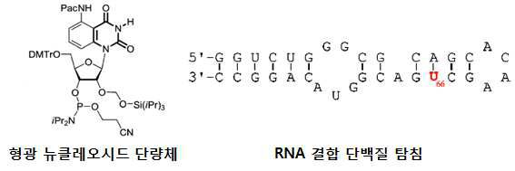 Intrinsic fluorescence를 이용한 RNA결합 단백질 탐침