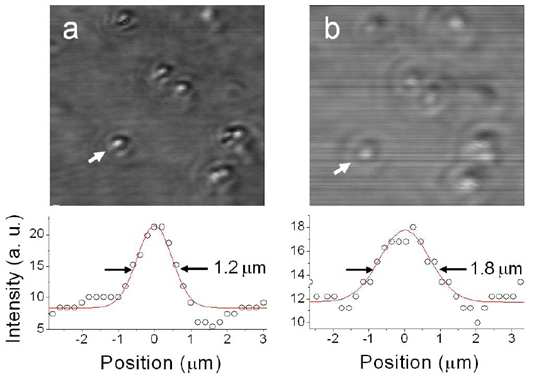 633 nm 탐촉광(a)과 1064 nm 탐촉광(b)을 사용하였을 때 얻은 1μm지름의 폴리스티렌 비즈의 비선형광학 중적외선 현미경 이미지
