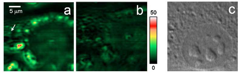 중적외선 파장 3.5 μm(a)와 3.0 μm(b)에서 얻은 지방세포 3T3-L1에대한 비선형광학 중적외선 현미경 이미지. (c) 비선형광학 중적외선 현미경 이미지와 비교하기 위한 DIC 이미지.