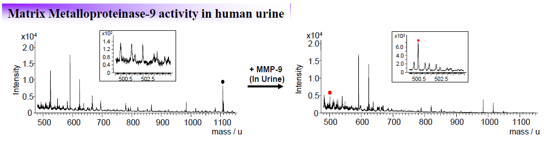 소변을 생물학적 샘플로 하되 MMP-9의 특이적 서열을 지닌 기질을 이용하여 MMP-9의 활성을 검출한 결과를 도시한 도면