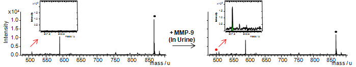 소변을 생물학적 샘플로 하되 MMP의 일반적 기질을 이용하여 MMP-9의 활성을 검출한 결과를 도시한 도면
