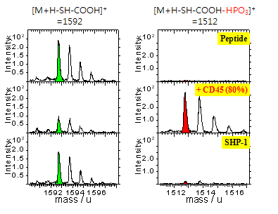 PTP (CD45 & SHP1)의 효소 활성도를 동시에 측정한 TOF-SIMS 결과