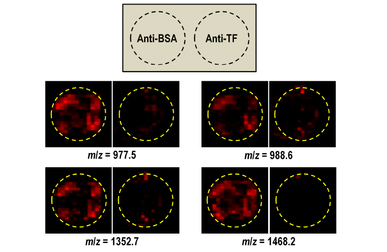 두 개의 항체를 고정한 모델 바이오칩에서의 고속 질량이미징을 이용한 bovine serum내의 BSA 검출